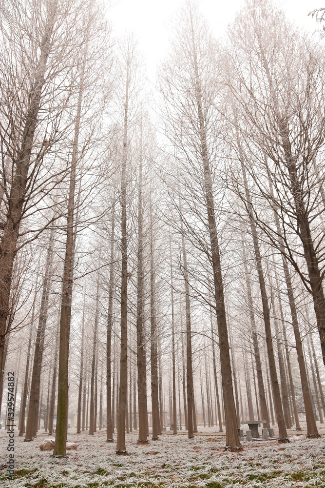 Fototapeta premium Fog and frost in park woods; winter forest scenery