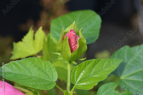 Hardy hibiscus Luna Red