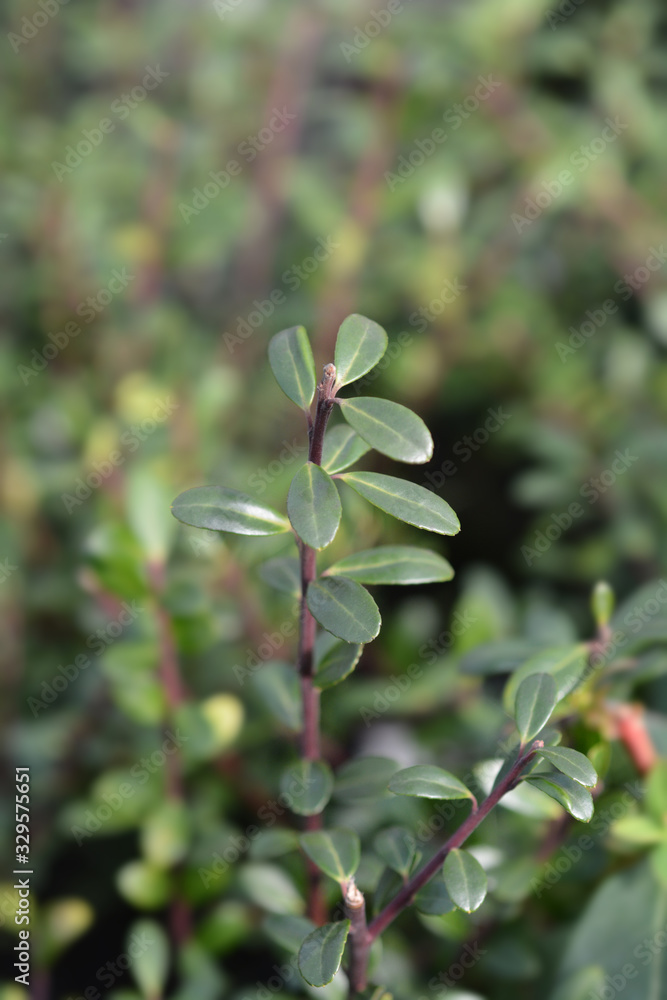 Obraz premium Box-leaved holly Green Glory
