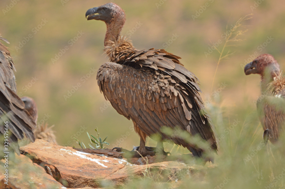 Fototapeta premium White-backed Vulture