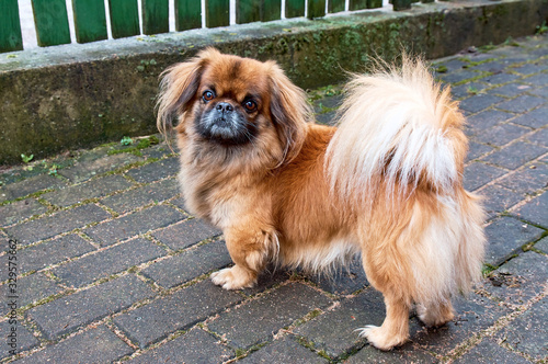 Pekingese also lion dog an ancient breed toy dog, sitting on floor, a resemblance to Chinese guardian lions. photo