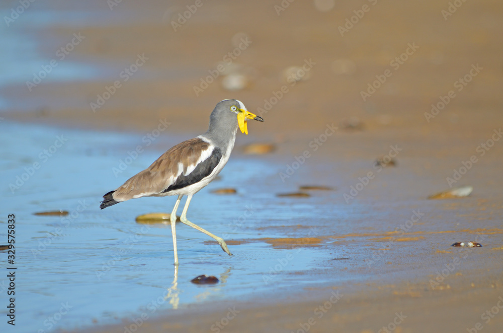 White-crowned Lapwing White-crowned Lapwing