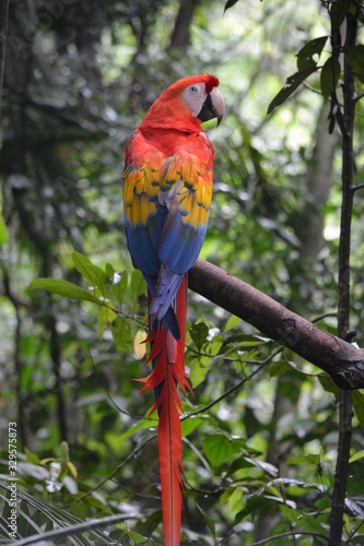 red macaw parrot sitting on a branch