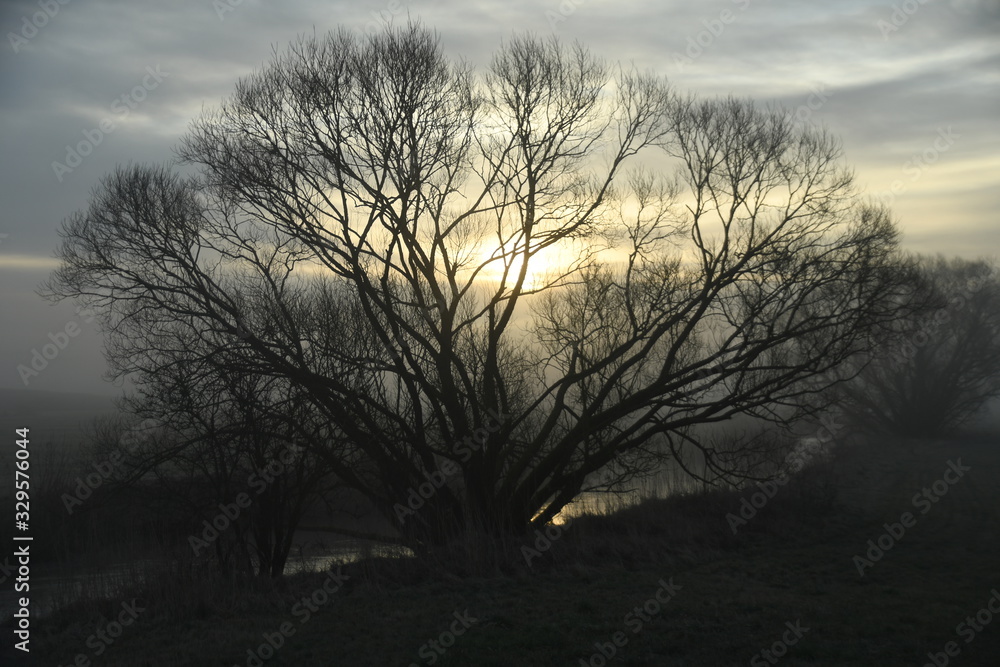 Baum im Gegenlicht Baum im Gegenlicht