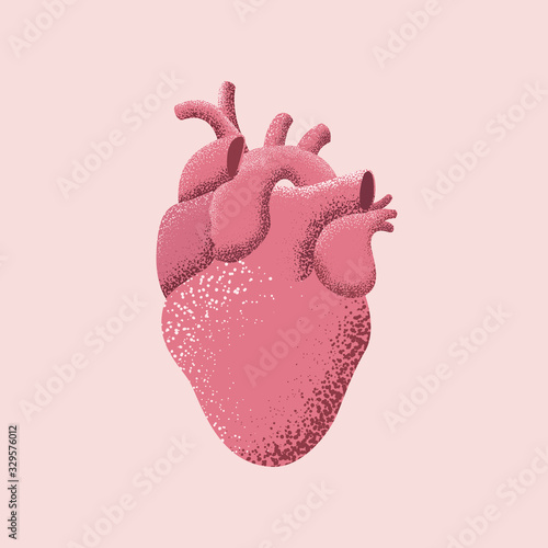 Vector illustration of the human red heart isolated on pink background.