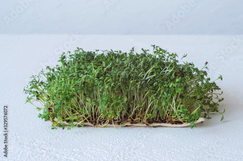 Arugula and watercress microgreen