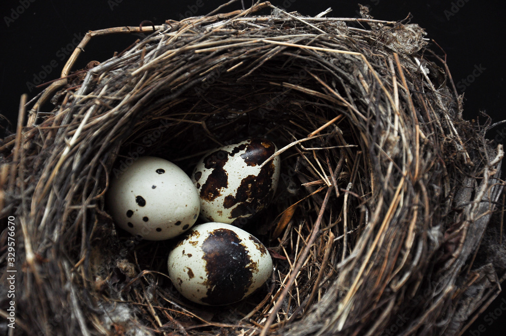 Obraz premium Quail eggs on a dark black background. Bird spotted eggs in a real nest. Several objects. Healthy food.