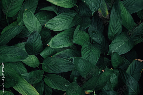 nature background, closeup leaves texture, tropical leaves