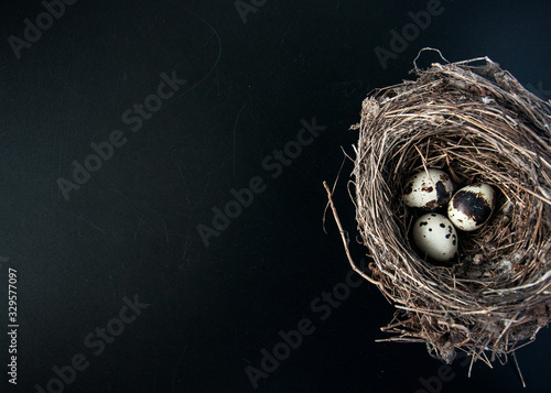 Quail eggs on a dark black background. Bird spotted eggs in a real nest. Several objects. Healthy food.