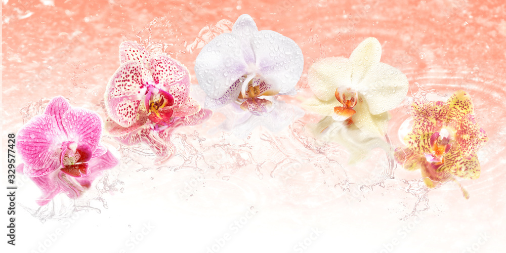 beautiful romantic orchid flower background