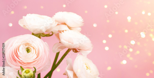 Delicate Ranunculus flowers on a pink background. Space for text.