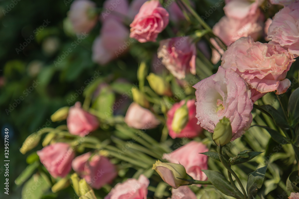 Sweet color roses in soft style garden. Raindrops every morning with in nature. Create atmosphere of love. Soft focus. Sweet color roses in soft style garden. Raindrops every morning with in nature. Create atmosphere of love. Soft focus.