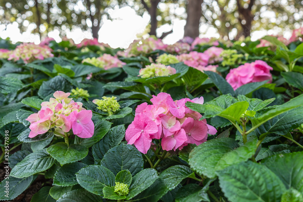 Flowers in the garden, morning fresh air, oxygen to the body to power the whole day, a place to relax, the event. Flowers in the garden, morning fresh air, oxygen to the body to power the whole day, a place to relax, the event.