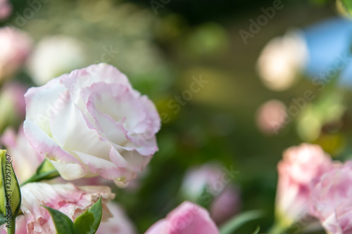 Sweet color roses in soft style garden. Raindrops every morning with in nature. Create atmosphere of love. Soft focus.