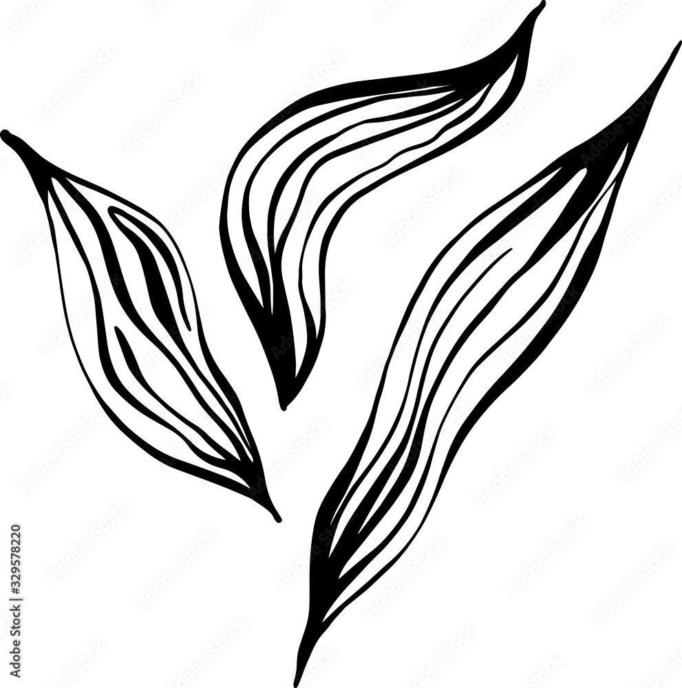 drawn plant leaves on a white background in the Doodle style drawn plant leaves on a white background in the Doodle style