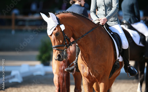 Dressage horse in close-up while waiting with other horses before the award ceremony.. © RD-Fotografie