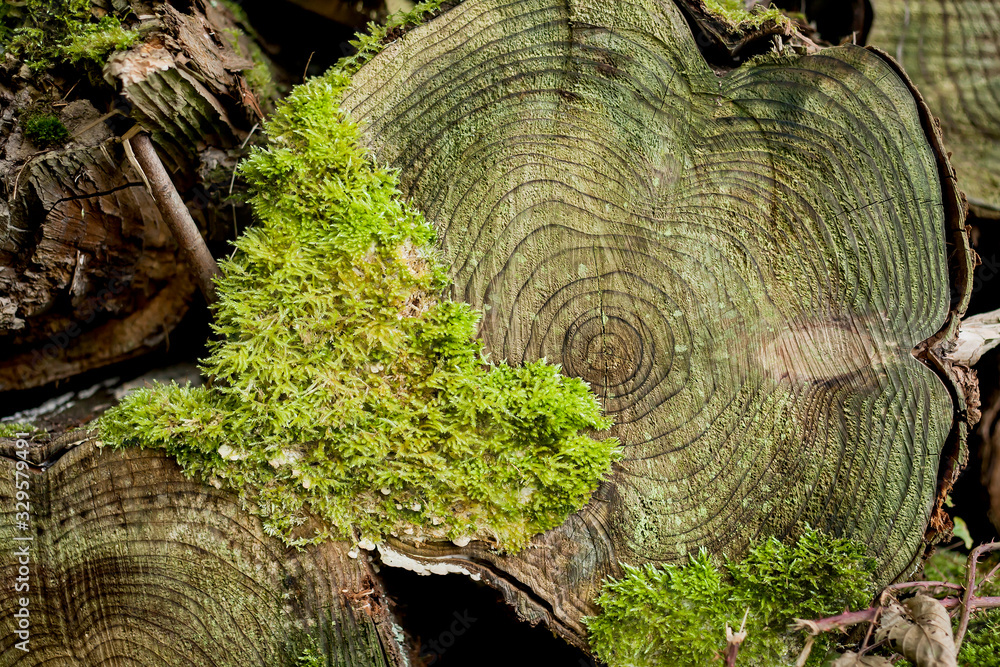 timber pile in a forest timber pile in a forest