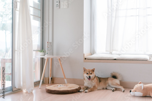 Shiba inu, dog at home