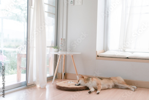 Shiba inu, dog at home © warawich