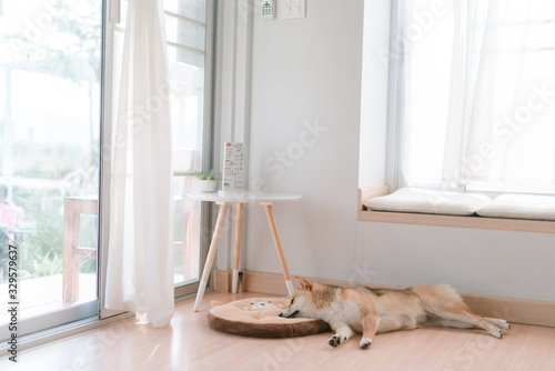 Shiba inu, dog at home