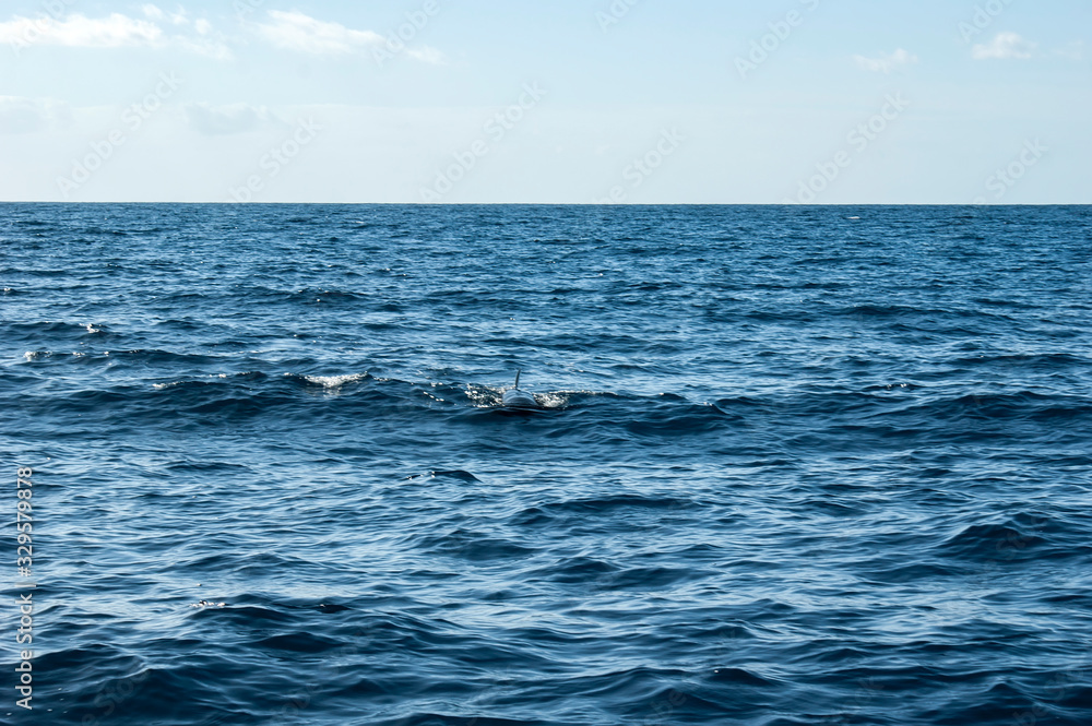 The back and fin of a Grinda whale against a beautiful seascape. A fin sticking out of the water. The back and fin of a Grinda whale against a beautiful seascape. A fin sticking out of the water.