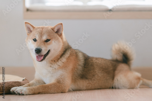 Shiba inu, dog at home