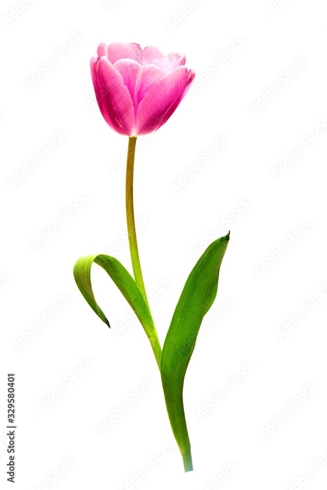one pink tulip isolated on white background one pink tulip isolated on white background