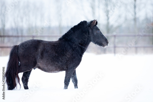 Black pony in manege at winter day