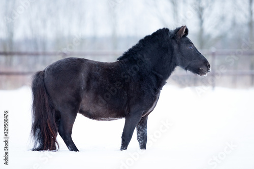 Black pony in manege at winter day