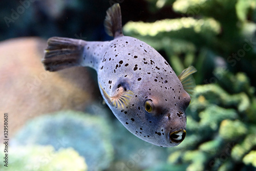 水中を必死で泳ぐ出っ歯が可愛いコクテンフグ photo