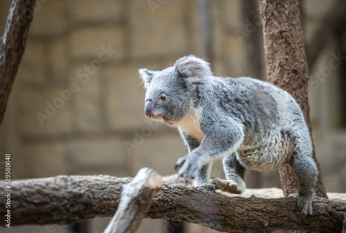 Canvas Print 木の上を歩くコアラ