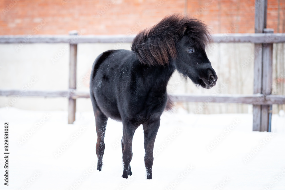 Black pony in manege at winter day Black pony in manege at winter day