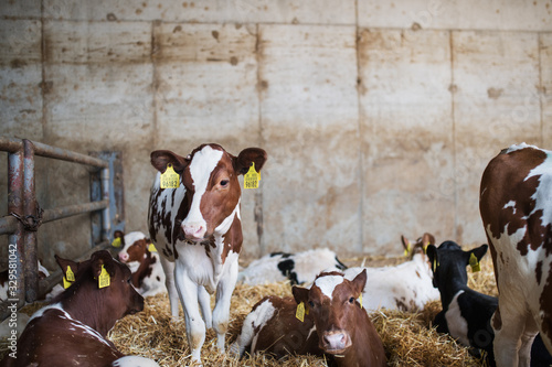 Calves cows on a diary farm, agriculture industry.