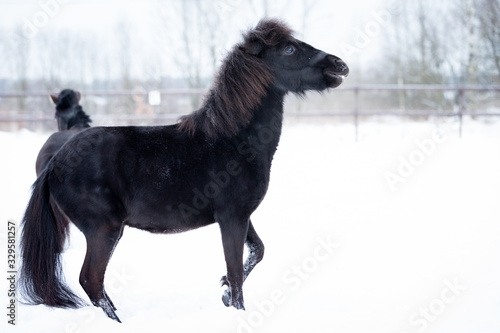 Black pony in manege at winter day