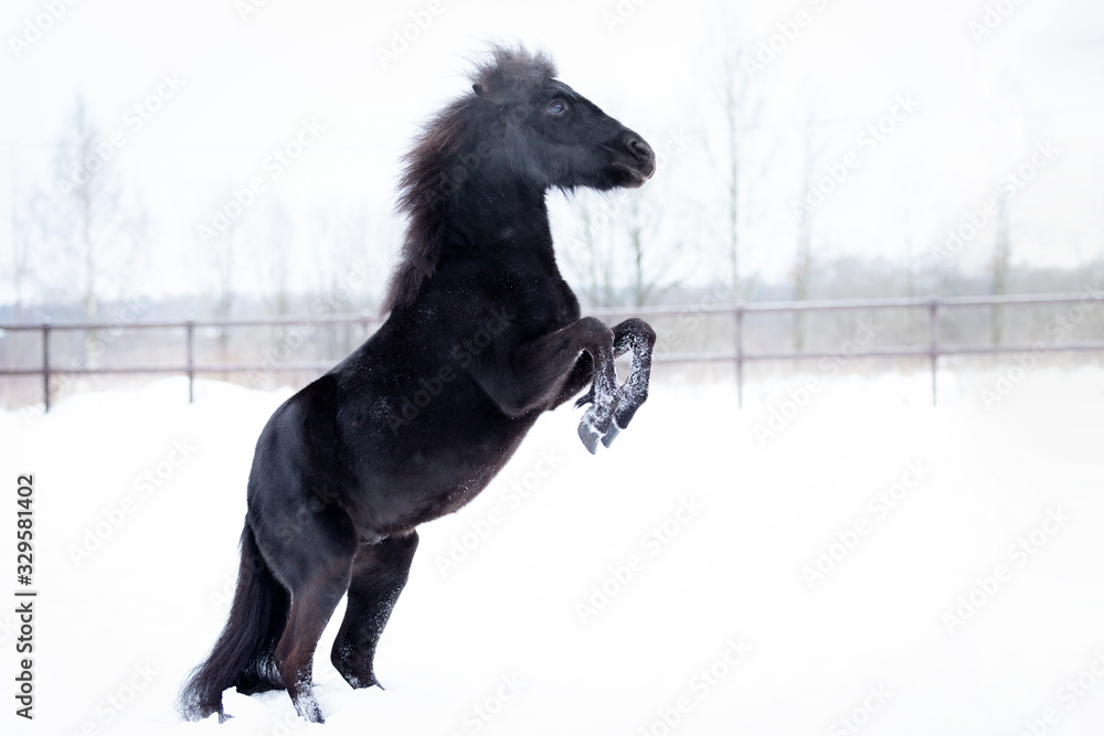 Black pony in manege at winter day