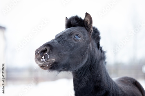 Black pony in manege at winter day