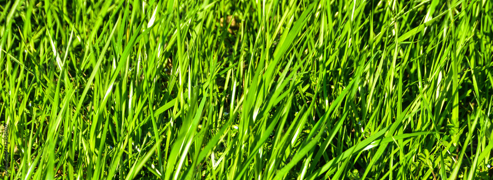green grass background green grass background