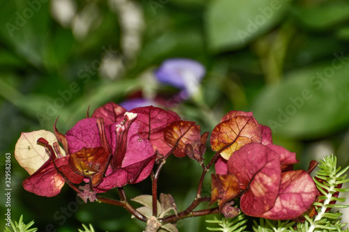 flower in the garden