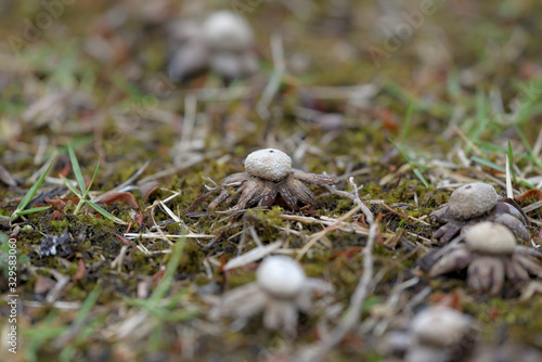 A colony of Astraeus Hygrometricus (mushroom) photo