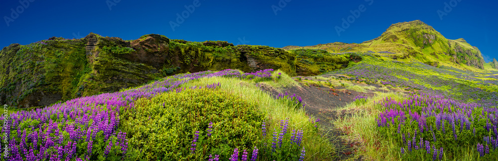 Obraz premium Panoramic view over rough and colorful landscape in Iceland with lupin meadow field
