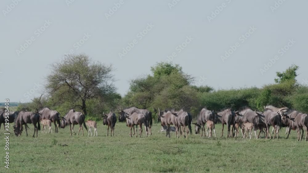 Herd Of A Wildebeest Walking And Feeding On The Grass Field In Nxai Pan, Botswana - Wide Shot Herd Of A Wildebeest Walking And Feeding On The Grass Field In Nxai Pan, Botswana - Wide Shot