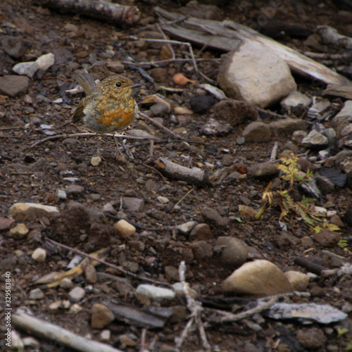  small bird with yellow and orange plumes on the beach among the stones and boulders