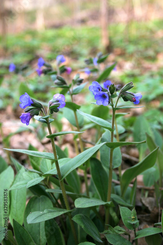 blue flowers in the garden