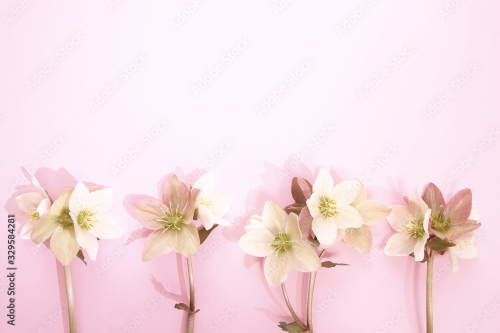 Seamless floral border with Hellebore flowers (Christmas rose) isolated. horizontal pattern on pink background. Beautiful greeting card. Holidays Easter concept. Copy space, top view