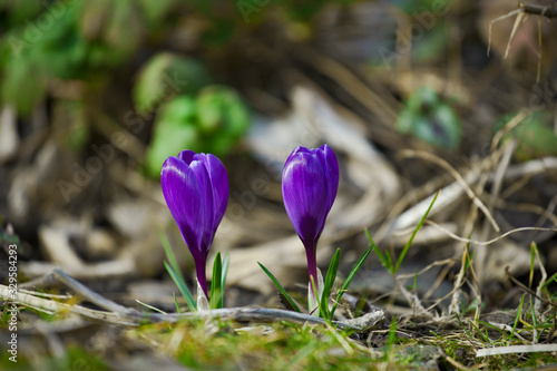 Fresh young purple spring crocus blooming flowers coming out from the thaw ground close up beautiful blossom background