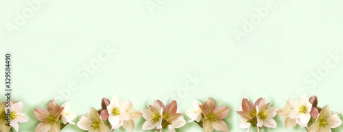 Seamless floral border with Hellebore flowers (Christmas rose) isolated. horizontal pattern on green background. frame - border. Beautiful greeting card. Holidays Easter concept. Copy space, top view