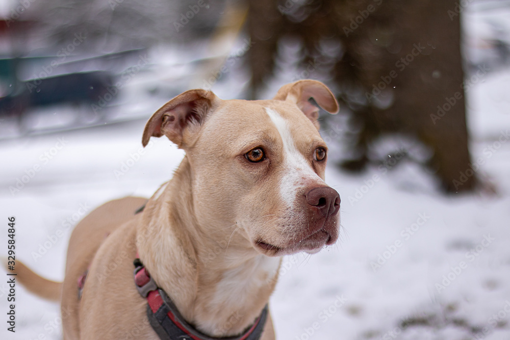 pitbull dog in the snow