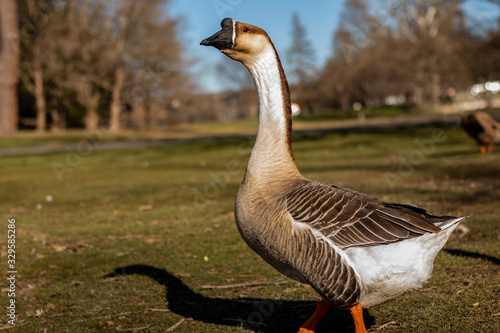 Chinese goose profile in field