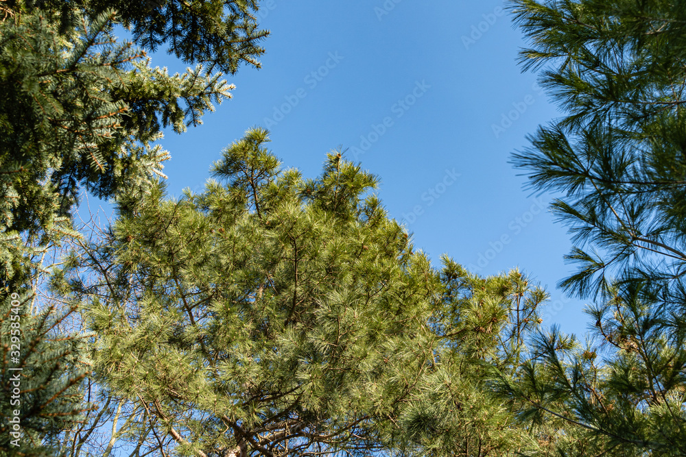 Brown cones on long branches Pitsunda pine Pinus against blue sky. Evergreen landscaped garden. Nature concept for design. Brown cones on long branches Pitsunda pine Pinus against blue sky. Evergreen landscaped garden. Nature concept for design.