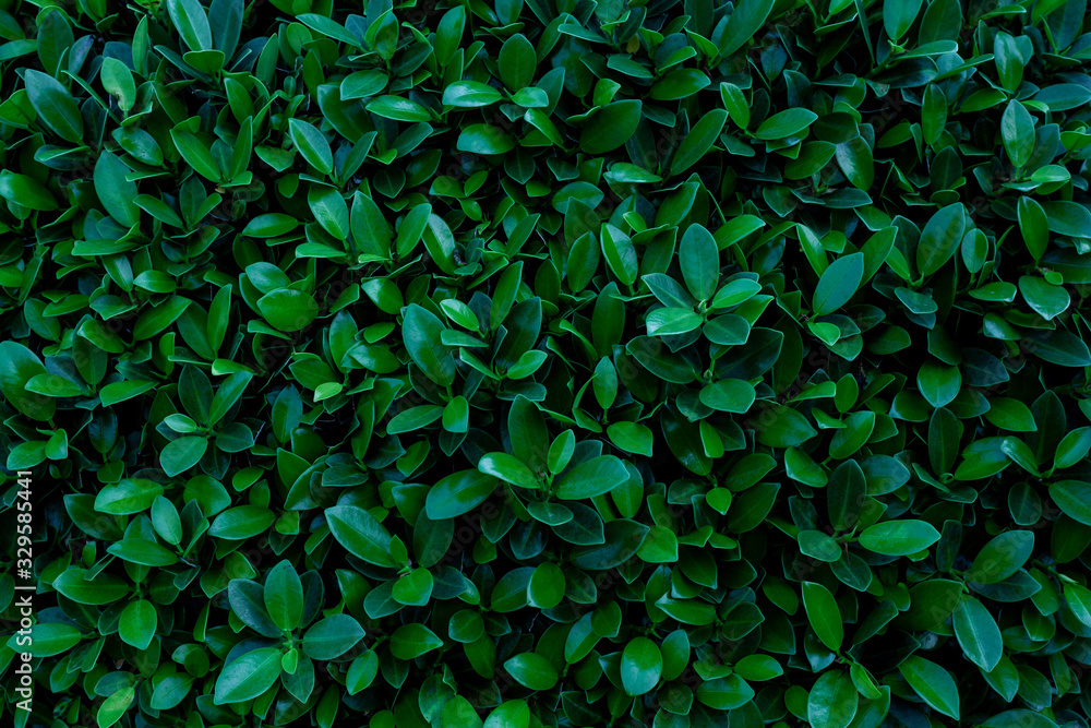 Fototapeta Ciemno zielony liść tropikalny